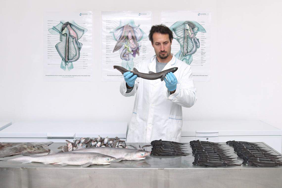 Andrej Gajić holds a juvenile kitefin shark.