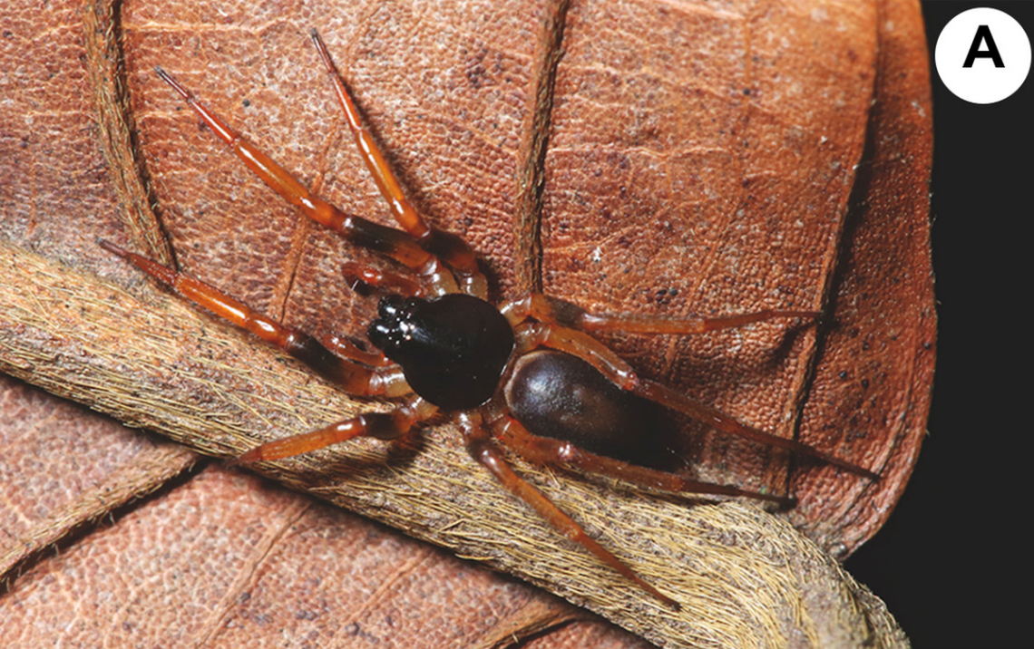 A Medmassa sagax, or sharp sac spider, on a leaf.