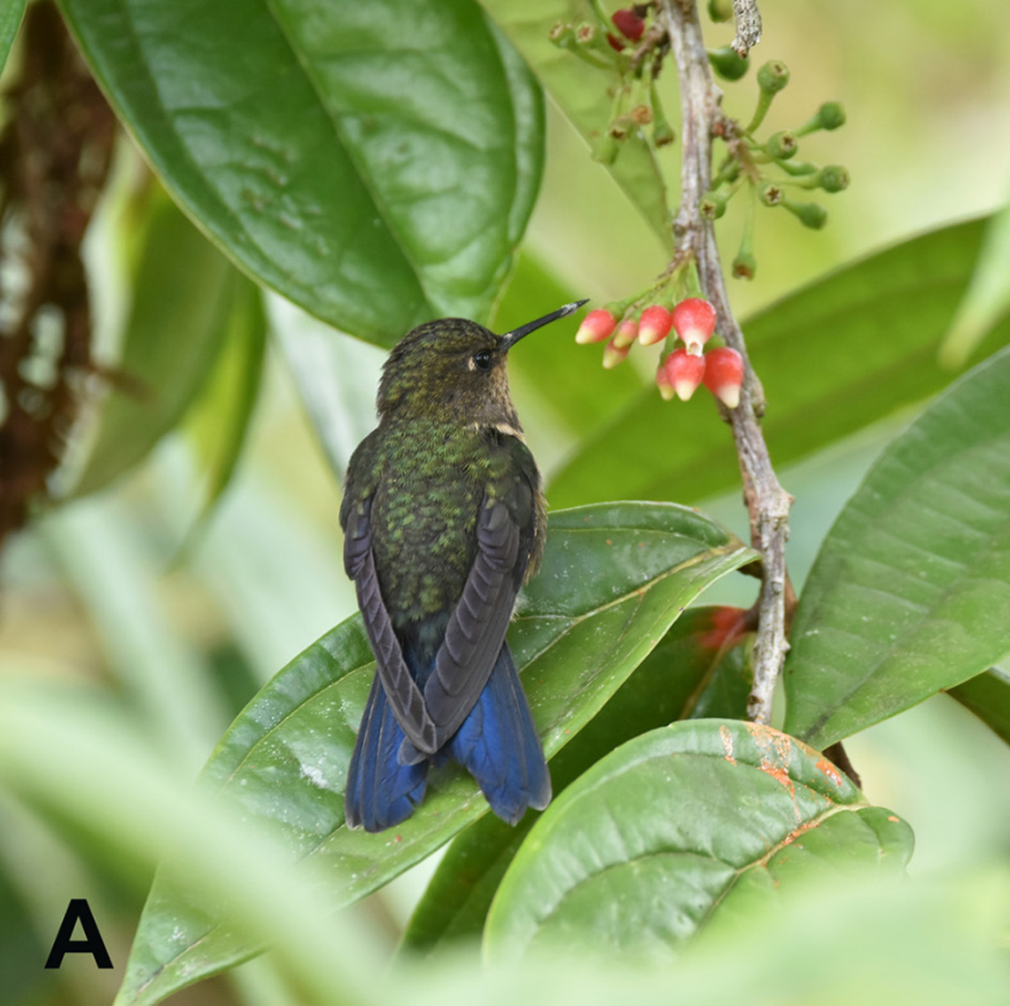 The royal sunangel, or Heliangelus regalis, seen at Jungle Dave’s Farm in November 2023.