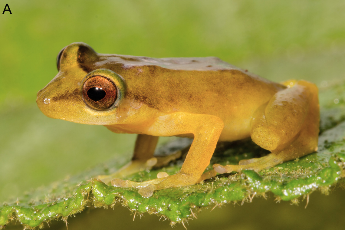 A Pristimantis flavus, or yellow rain frog.