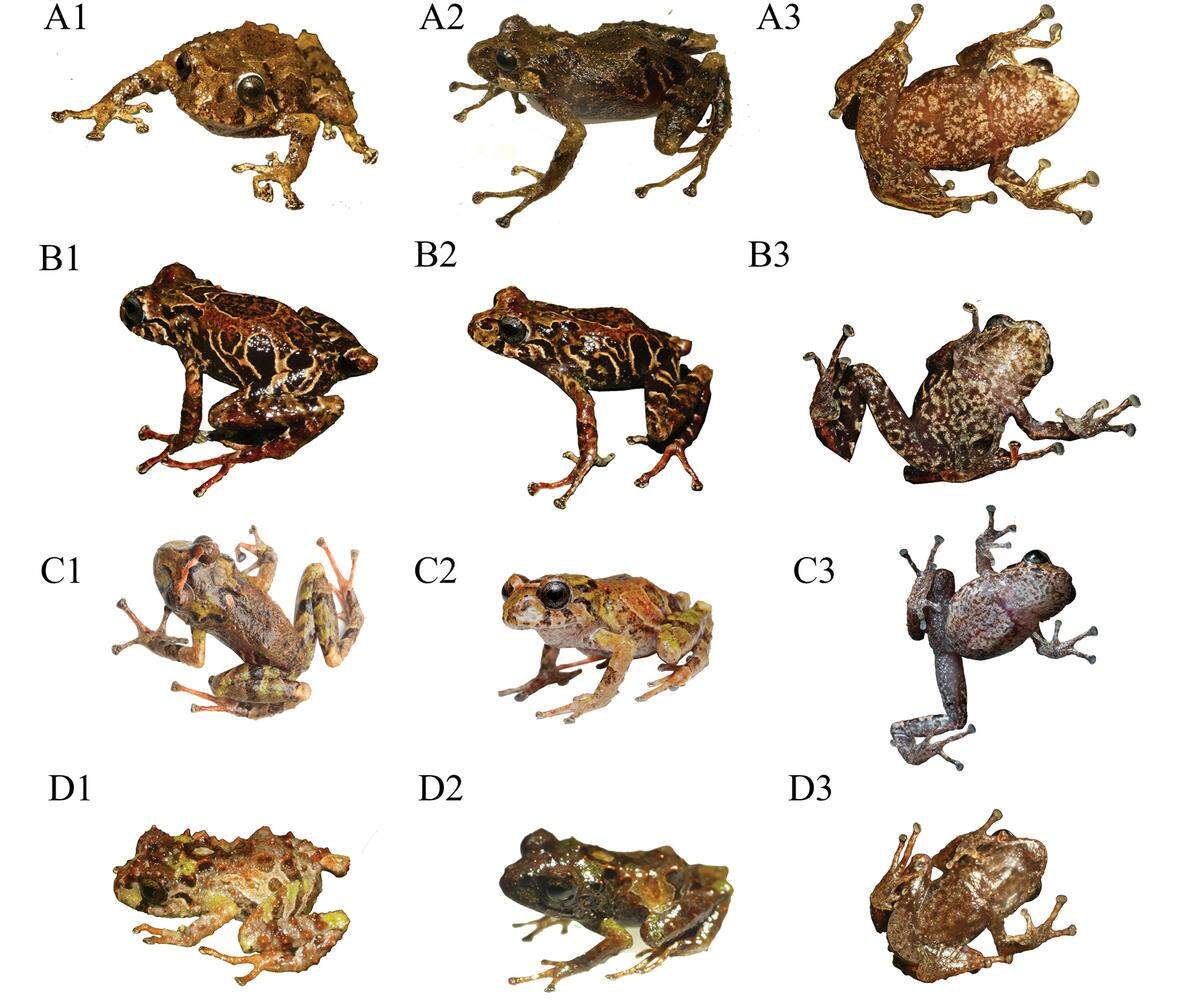 The color variation of Pristimantis normaewingae, or Norma Ewing rain frogs.