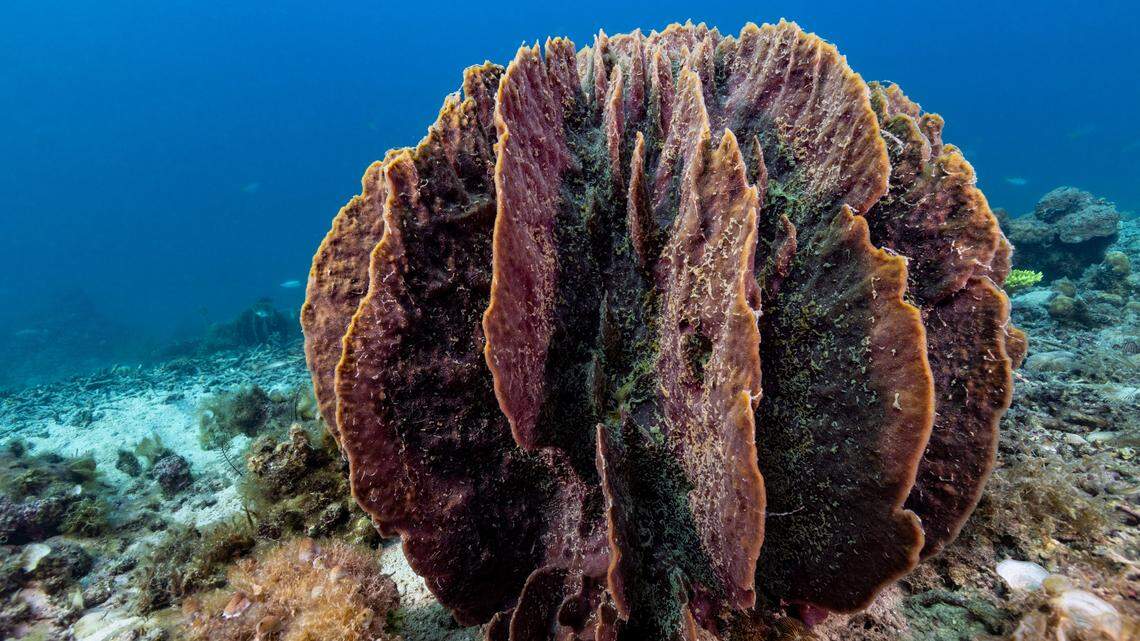 Scientists found a freckled sea creature with “canine-like” teeth on giant barrel sponges in Indonesia and discovered a new species.