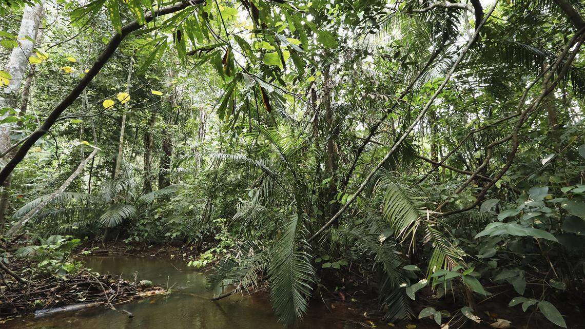 Scientists found a “stocky” creature with “muscular” thighs calling in a forest of Thailand and discovered a new species, a study said.