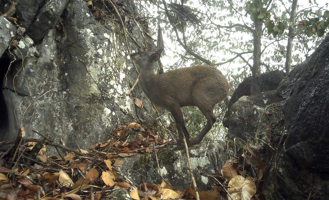 A forest musk deer, or dwarf musk deer, perches on a rock in Cao Bằng province.