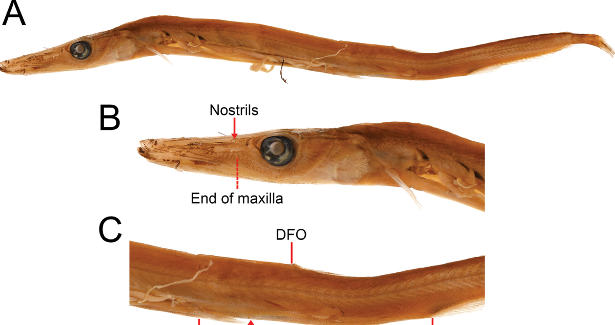 The barracudina specimen was caught in 1986 but was only recently identified as a new species, according to researchers.