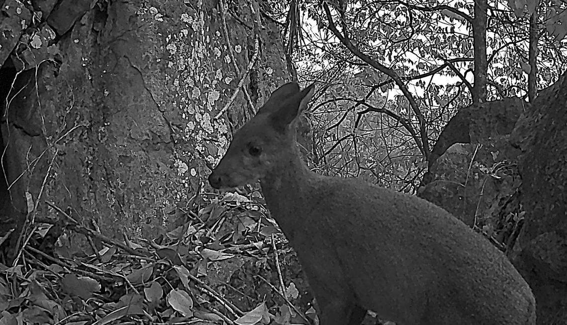 An endangered forest musk deer, or dwarf musk deer, seen in Cao Bằng province at night.