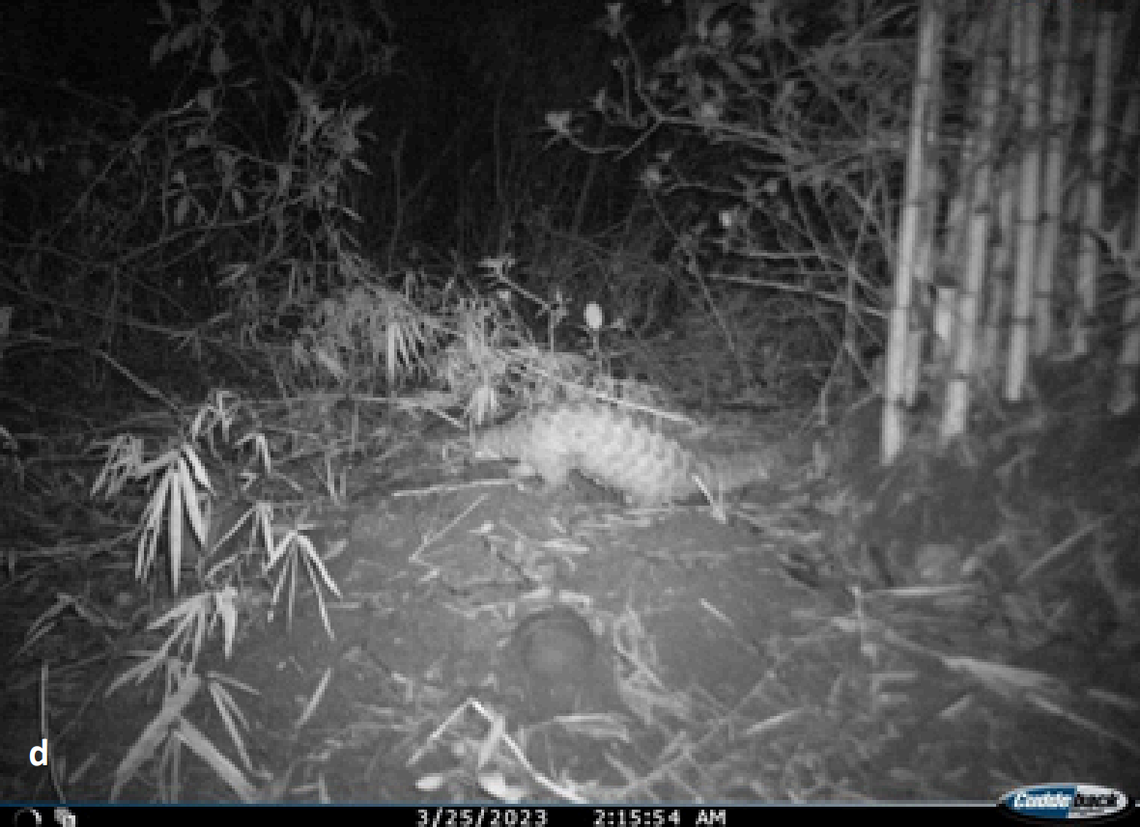 An Indian pangolin seen at Jasrota Wildlife Sanctuary in March 2023.