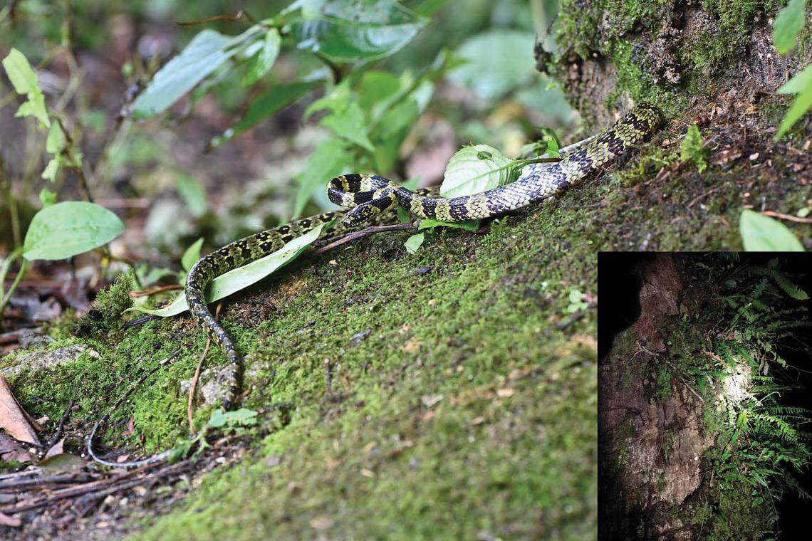 The Lycodon gammiei, or Gammie’s wolf snake, found on a tree in Tibet.