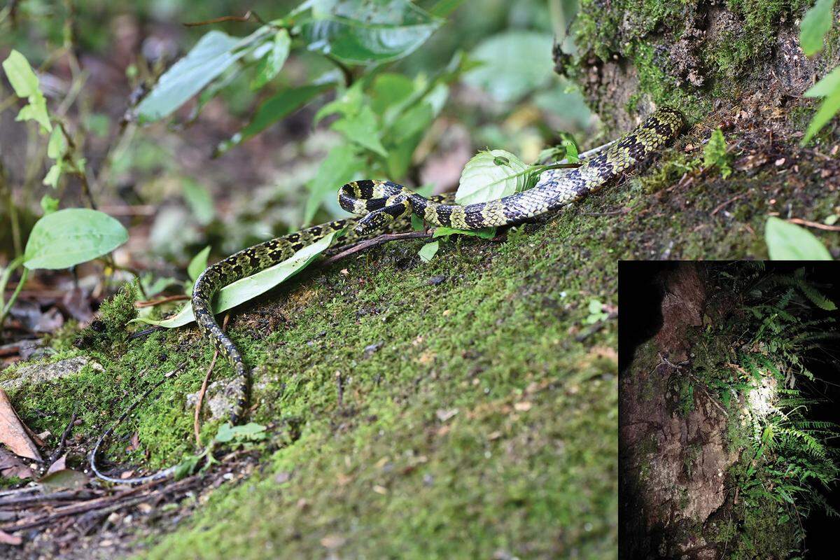 The Lycodon gammiei, or Gammie’s wolf snake, found on a tree in Tibet.