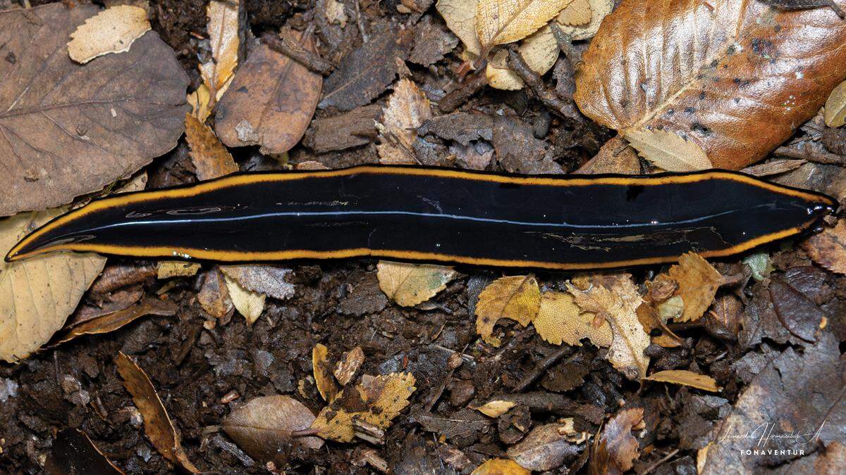 A Polycladus gayi, a species of giant land planarian native to Chile.