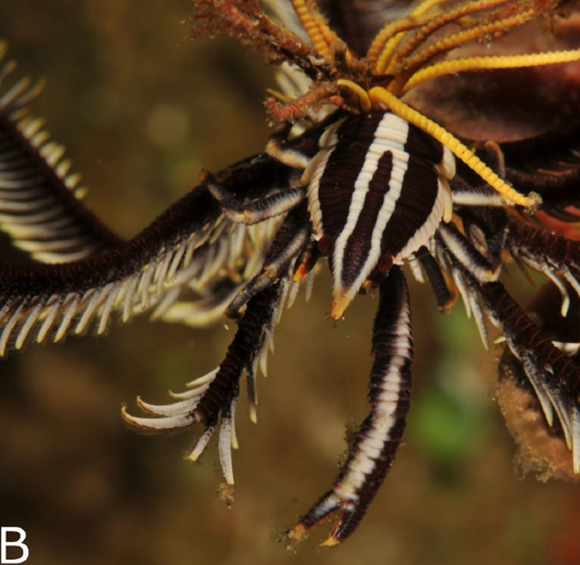 This Allogalathea elegans was photographed riding on a feather star. Its claw can be made out toward the bottom of the photo and its body, with white stripes, is in the middle.