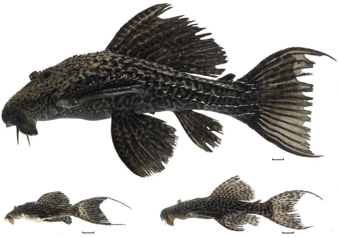 Several Pseudacanthicus nyktos, or night armored catfish.