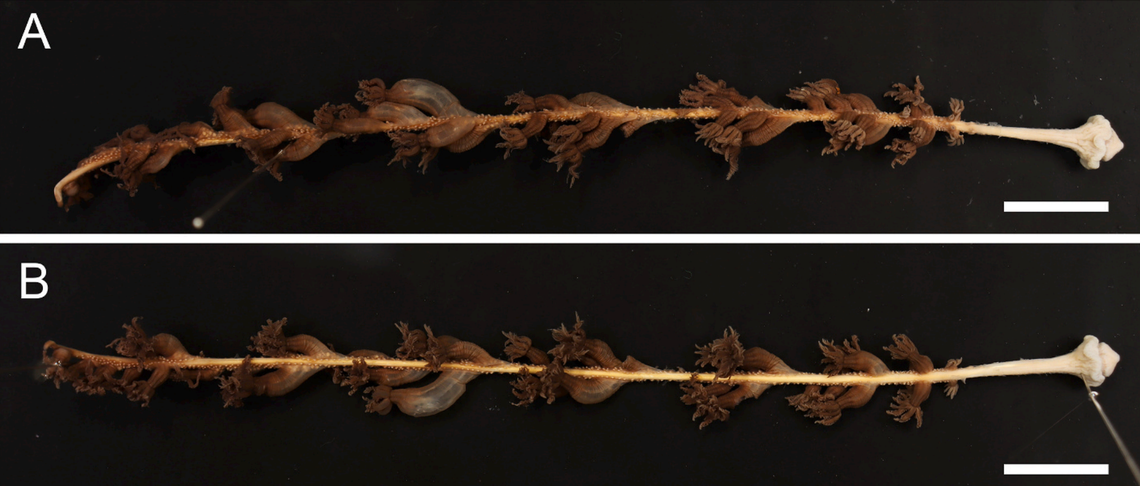 Two angles of a preserved Anthoptilum gnome, or gnome sea pen.