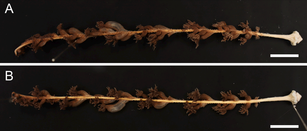 Two angles of a preserved Anthoptilum gnome, or gnome sea pen.