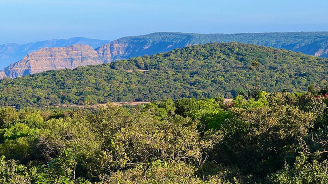 Scientists found a spiky “dwarf”-like animal with “golden-red” eyes in a forest of Maharashtra and discovered a new species, a study said.