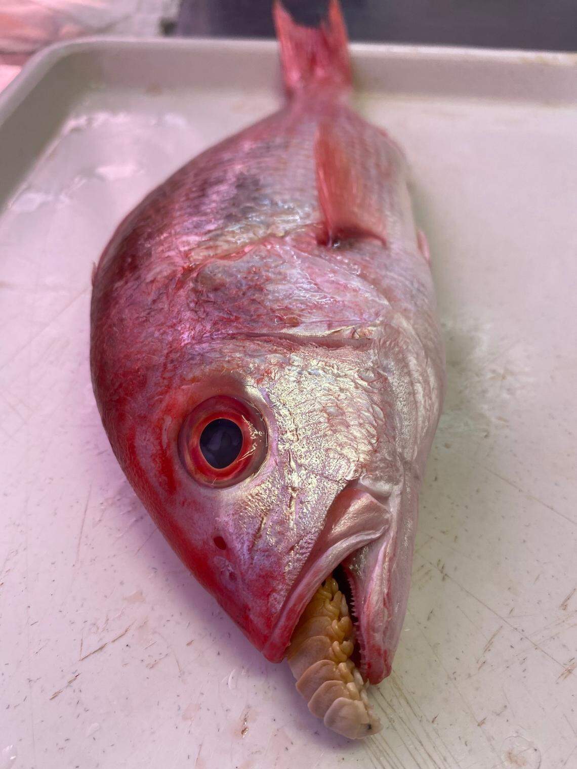 A Cymothoa facimar, or FACIMAR tongue-eater, sticking out of the mouth of a fish.