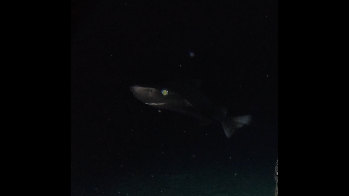 Scientists using a baited underwater camera recorded a roughskin dogfish near the Cayman Islands for first time, photos show.