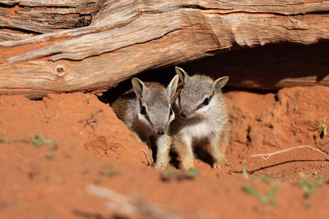 Two young numbats seen at Scotia Wildlife Sanctuary.