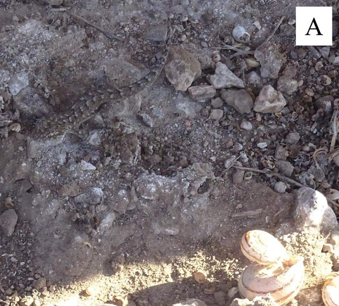 A Mediodactylus kotschyi, or Kotschy’s gecko, found on Despotiko.