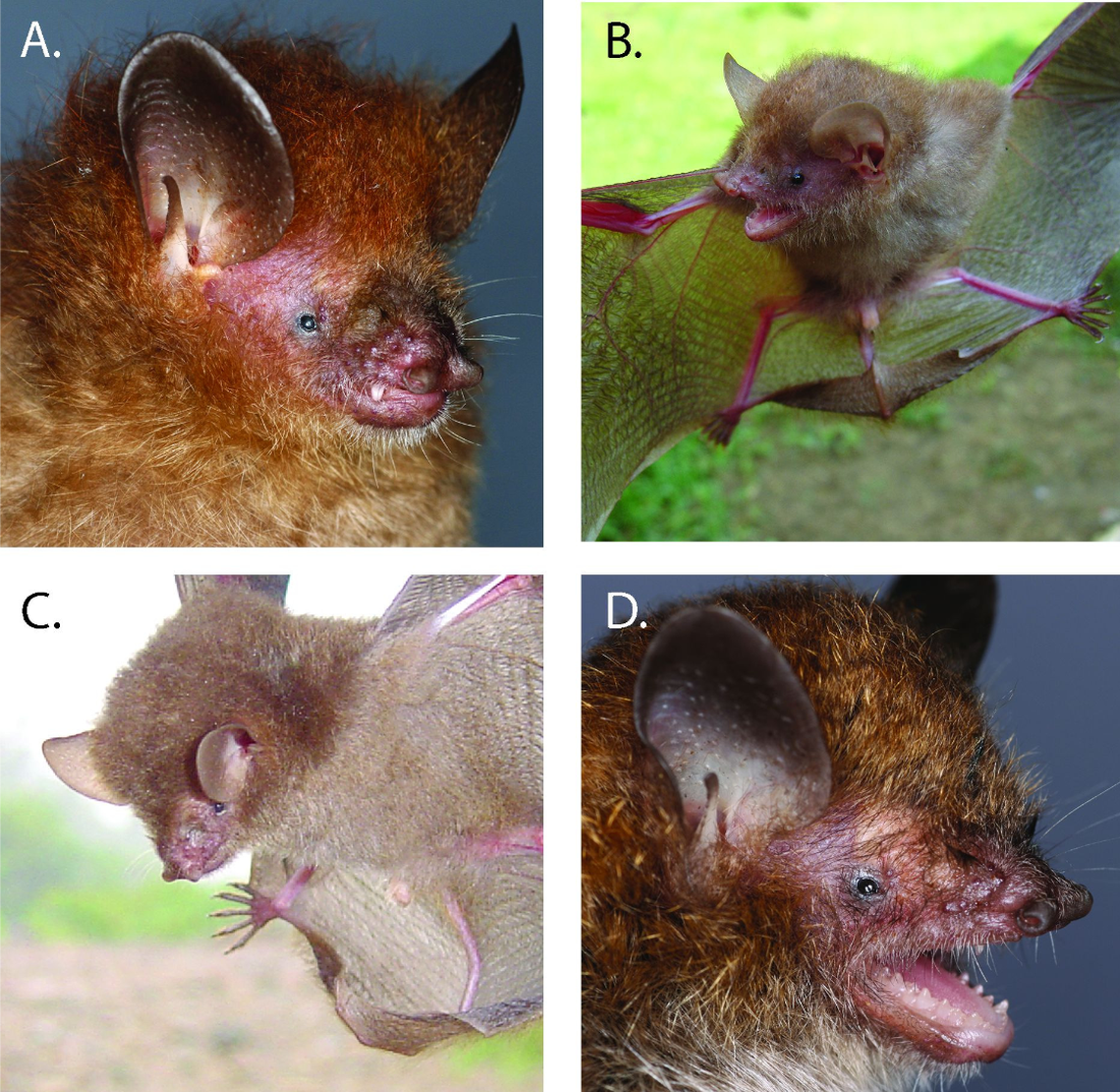 Four of the six new bat species pictured include Murina alvarezi (A), Murina baletei (B), Murina luzonesis (C) and Murina philippinensis (D).