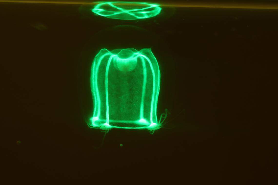 A mature Bougainvillia marfenini, or Marfenin’s hydrozoan, seen fluorescing green.
