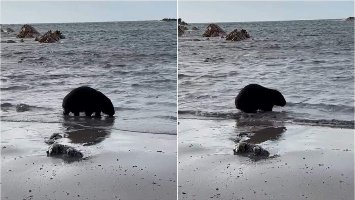 A couple visiting a beach in Tasmania saw a wombat wading into water to forage, an “unusual” behavior that baffled experts, a video shows.
