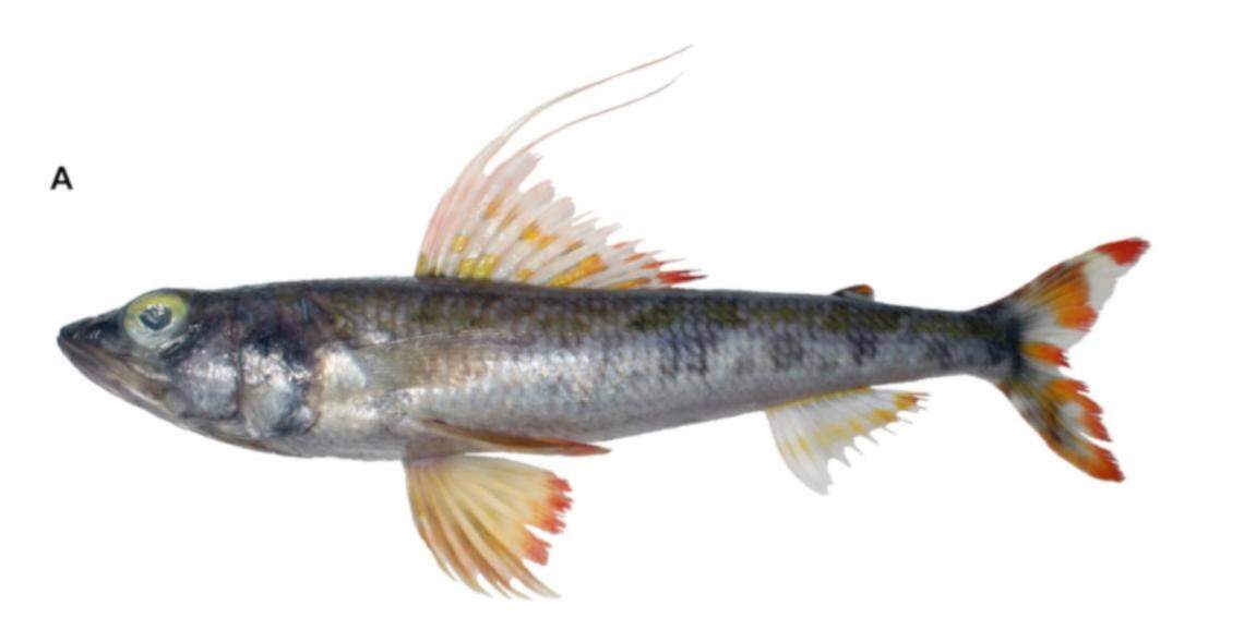 A male Aulopus chirichignoae, or Pacific royal flagfin fish.