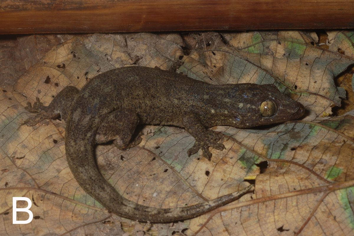 A female Gehyra corona, or Crown Island four-clawed gecko.