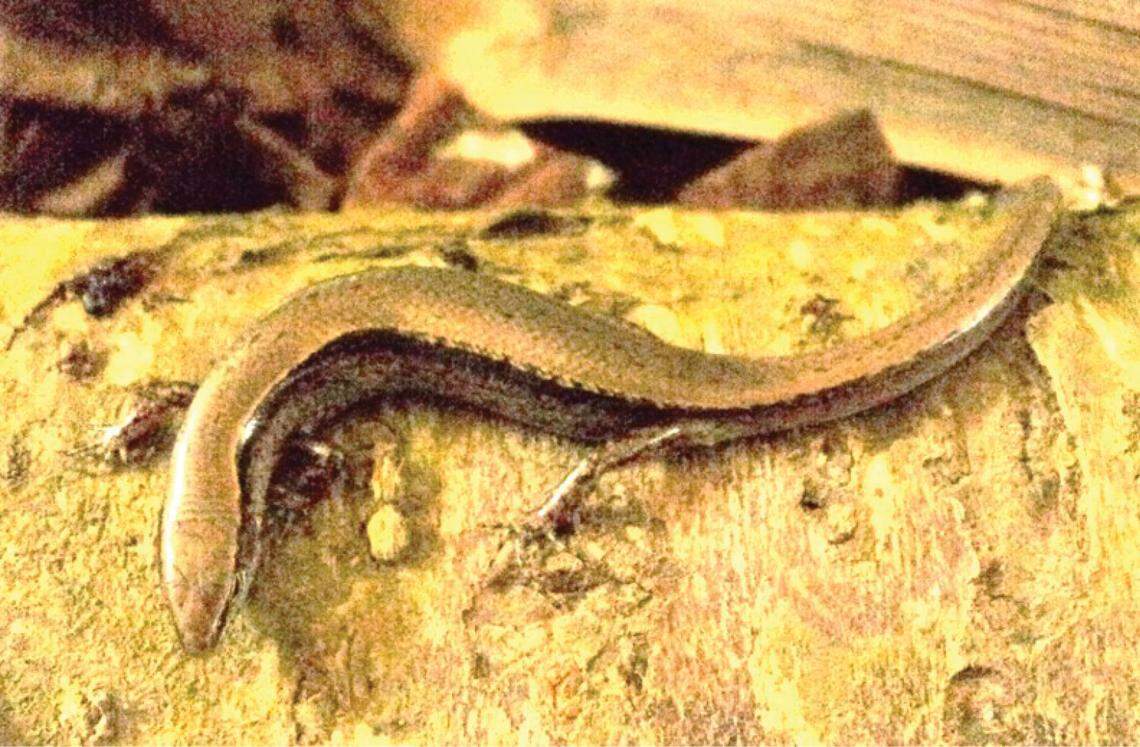 A Scincella truongi, or Truong’s smooth skink.