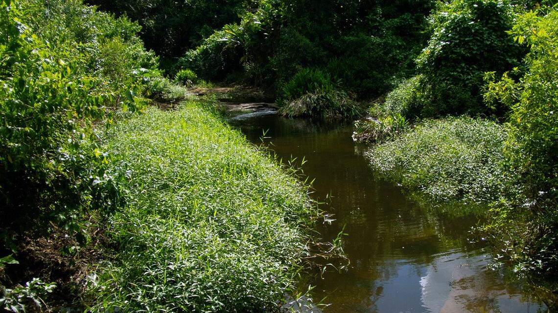 Scientists found a “slender” creature with “pointed” teeth hiding in a Brazil river and discovered a new species, a study said and photos show.