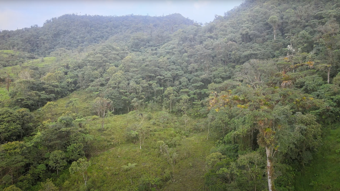 Conservationists found a “royal” creature briefly taking up residency on a farm in Ecuador in a first-of-its-kind sighting, photos show.