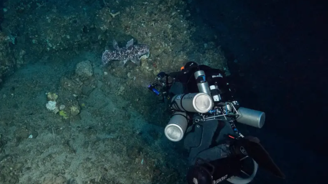 Scuba divers surveying deep-sea habitats in North Maluku found a coelacanth, an elusive deep-sea species, in a first-of-its-kind sighting.