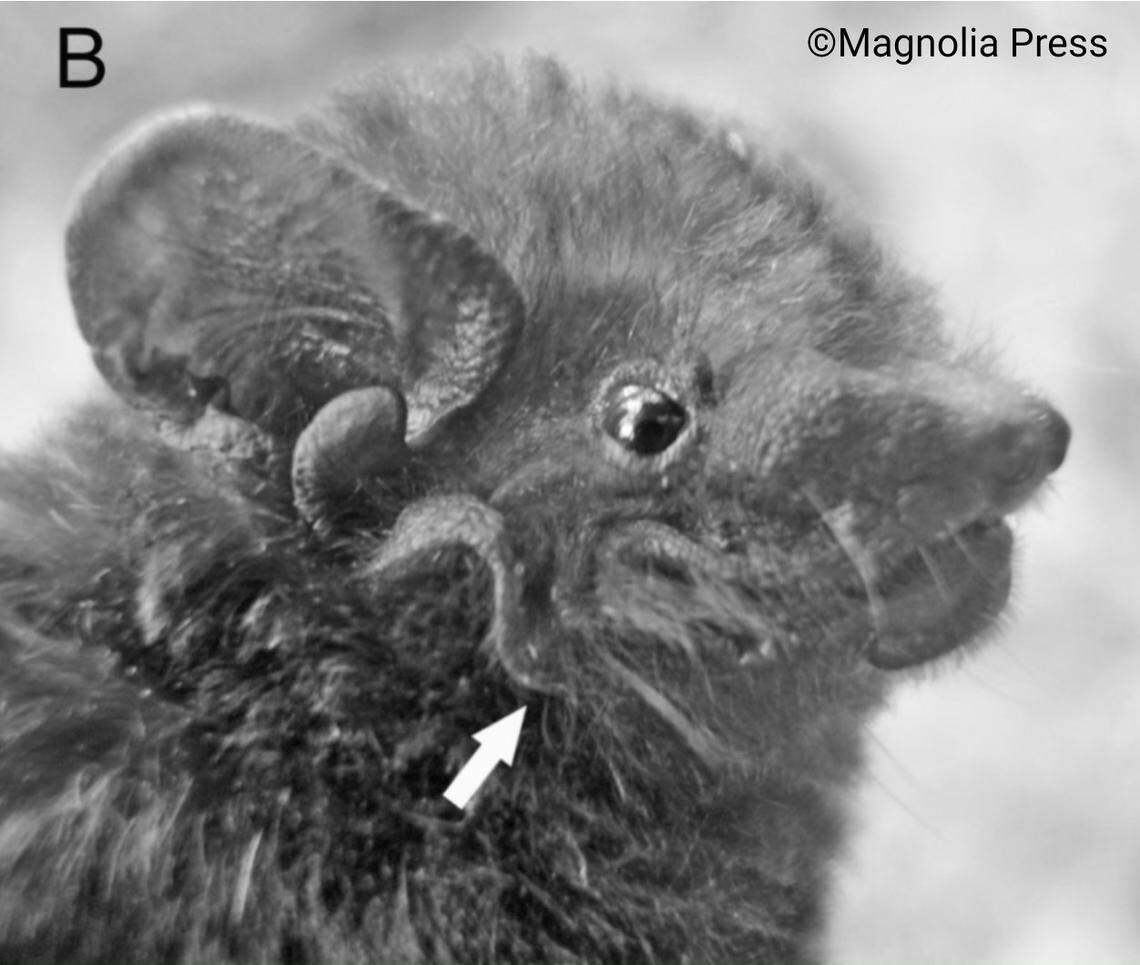 The face of a Chalinolobus orarius, or coastal lobe-lipped bat.