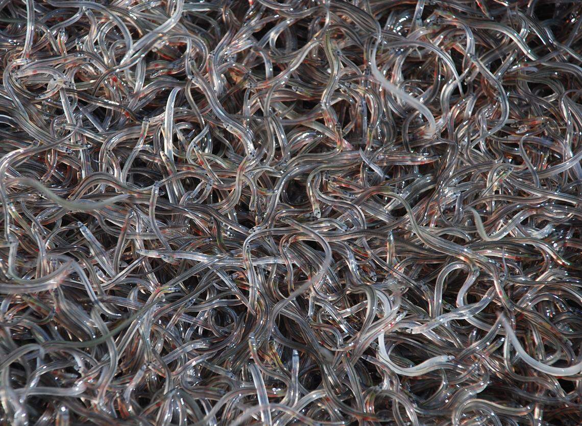 Glass eels are juveniles of the critically endangered European eel.