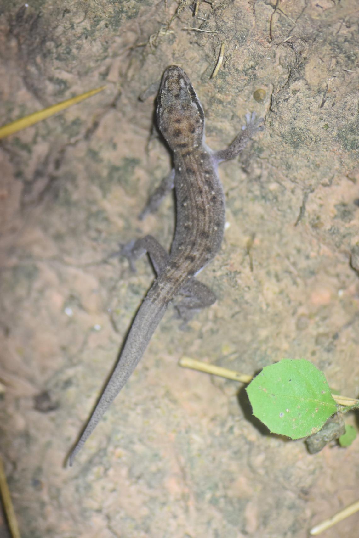A Dixonius sambhupura, or Sambhupura leaf-toed gecko.
