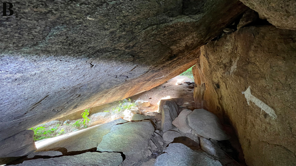 Scientists found spiky “dwarf”-like animals in a rocky forest of Tamil Nadu and discovered two new species, a study said.