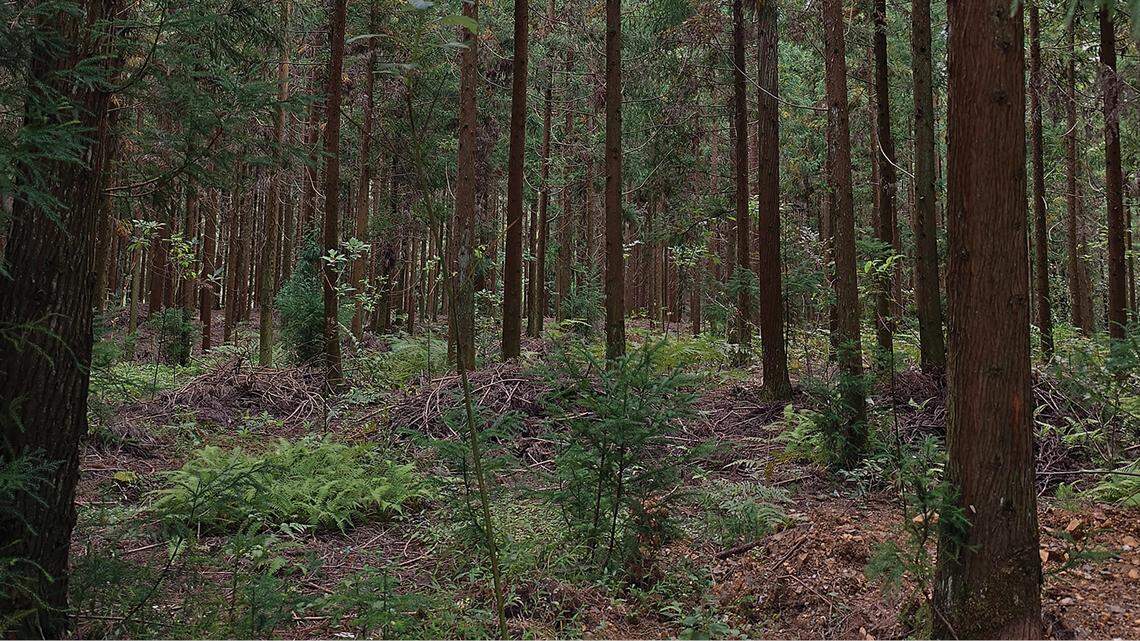 Scientists found “long”-fingered creatures hiding near a mountain trail in China and discovered a new species, a study said.