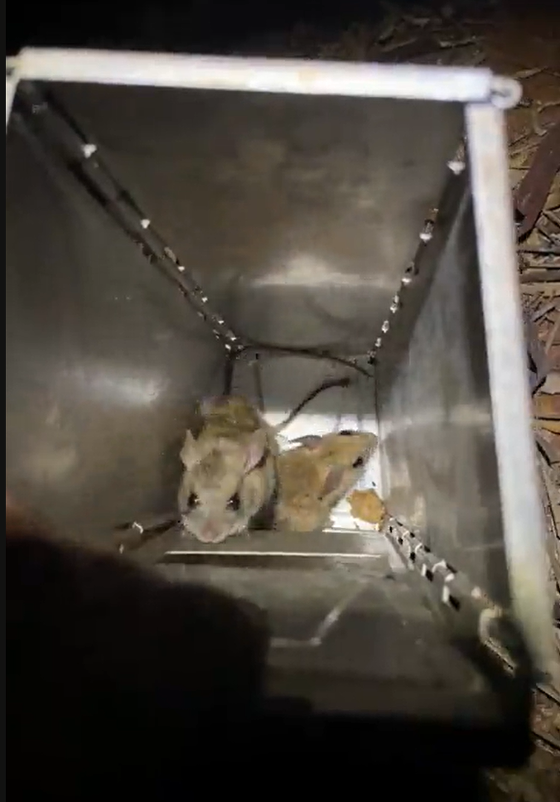 Two hopping mice in a trap at the Mount Gibson Sanctuary.