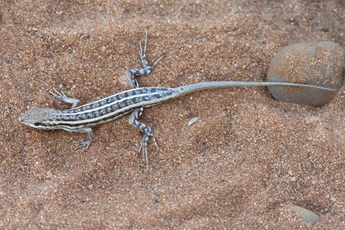 A Trachylepis suzanae, or Suzana’s wedge-snouted skink.