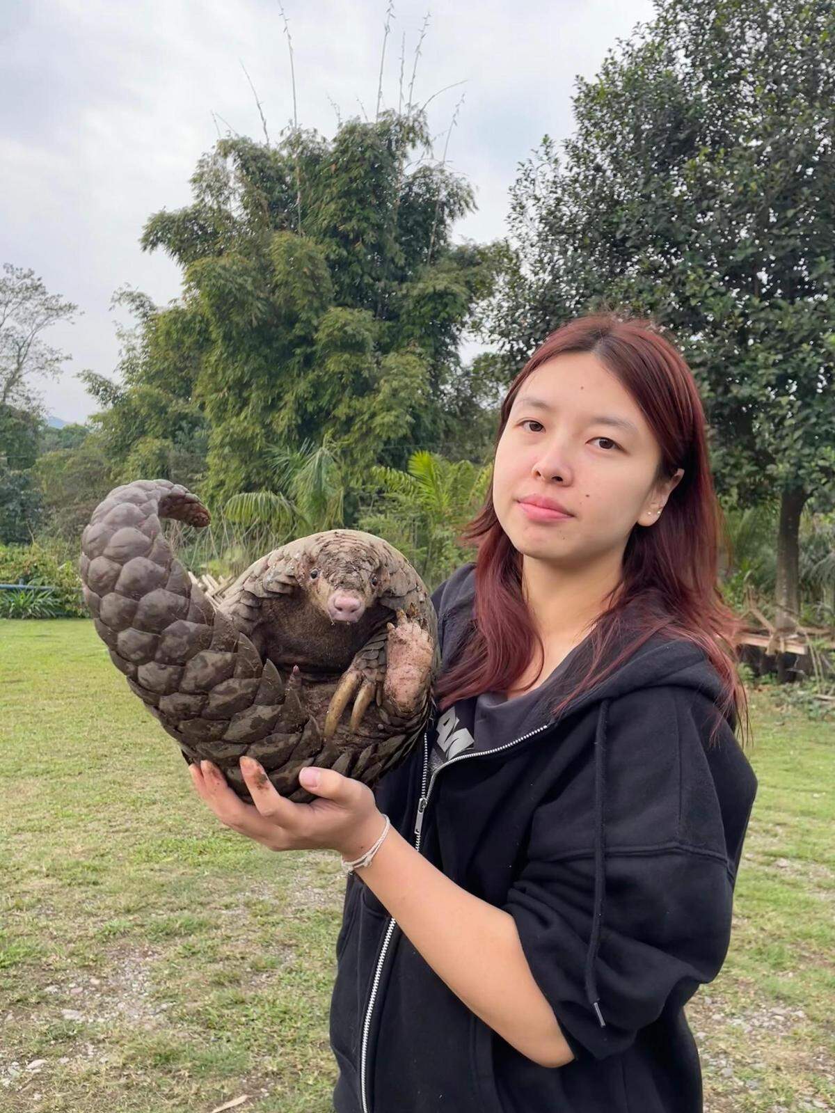 A researcher holds a Manis indoburmanica, or Indo-Burmese pangolin.