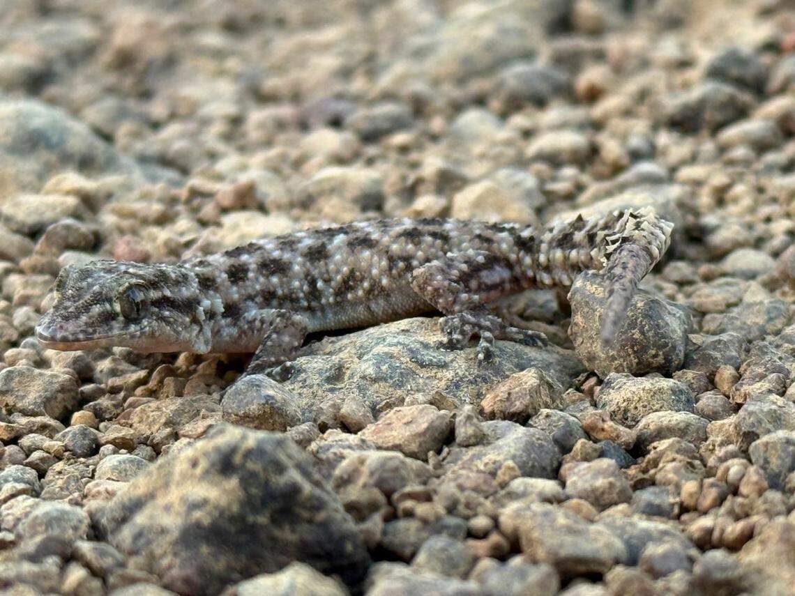 A Hemidactylus amarasinghei, or Amarasinghe’s house gecko.
