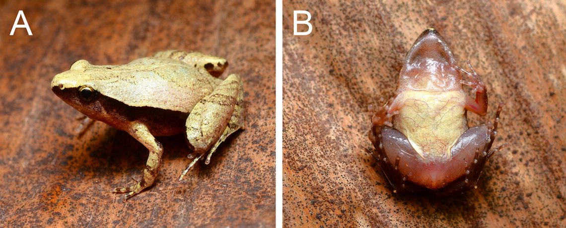 A dark-sided chorus frog, or Microhyla heymonsi, from Sabah, Malaysia.