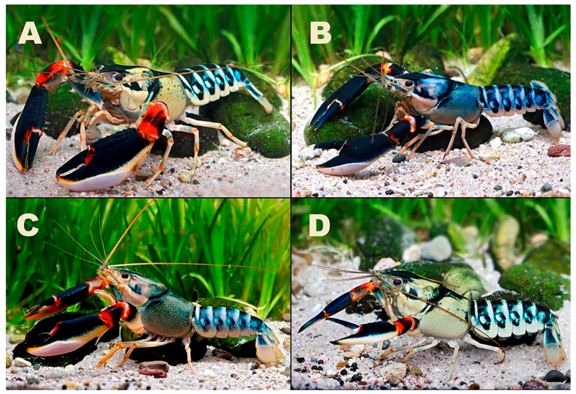 Some peacock crayfish are more blue, while others appear to be more green.