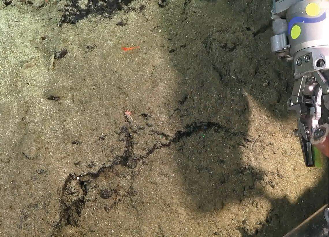 Scientists found an orange deep-sea creature with “dense” eyelashes off Costa Rica and discovered a new species, a study said.