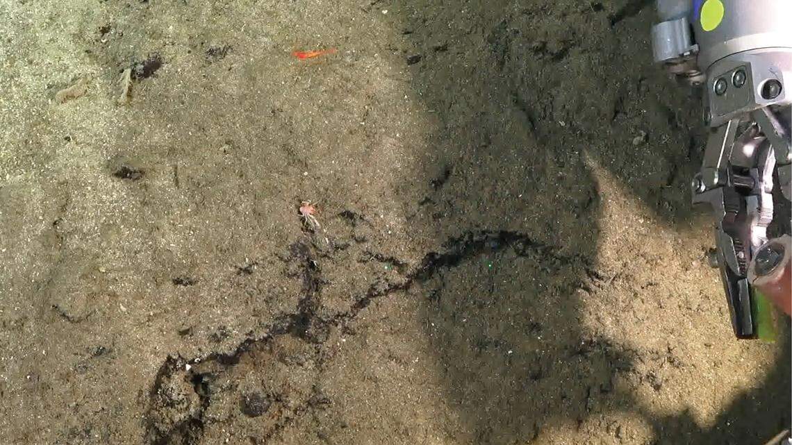 Scientists found an orange deep-sea creature with “dense” eyelashes off Costa Rica and discovered a new species, a study said.