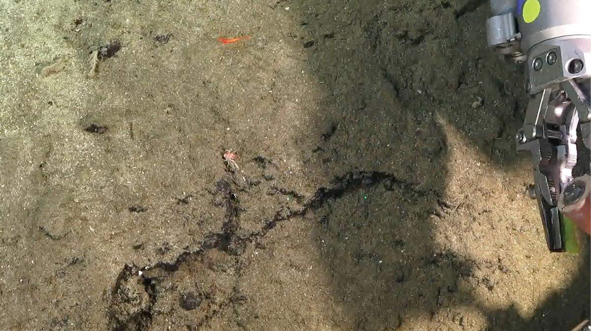 Scientists found an orange deep-sea creature with “dense” eyelashes off Costa Rica and discovered a new species, a study said.