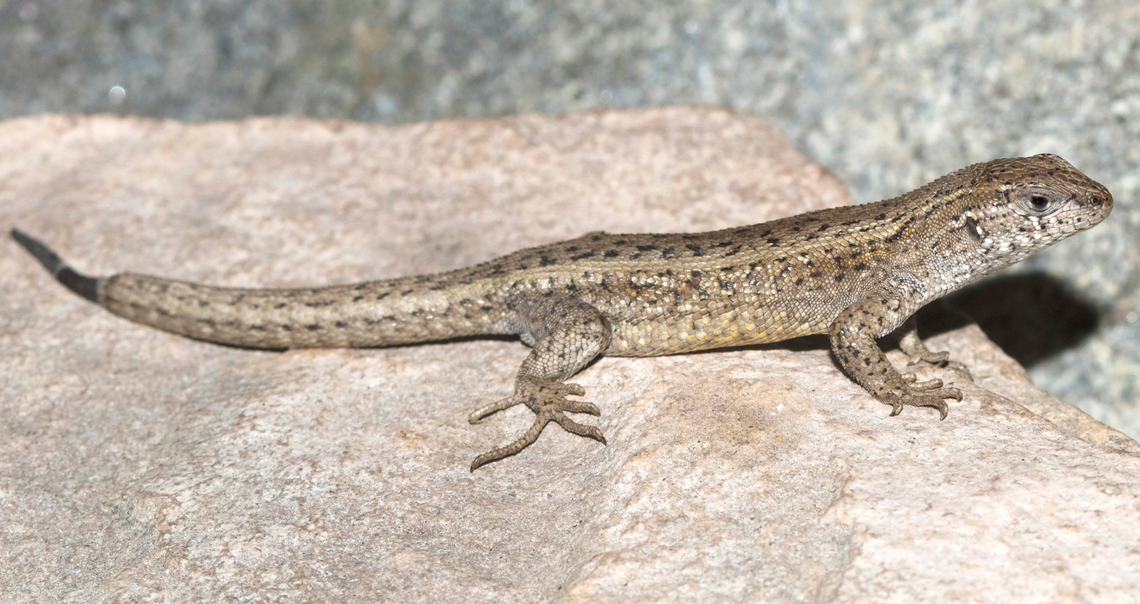 A Liolaemus misti, or Misti lizard, with lighter coloring.
