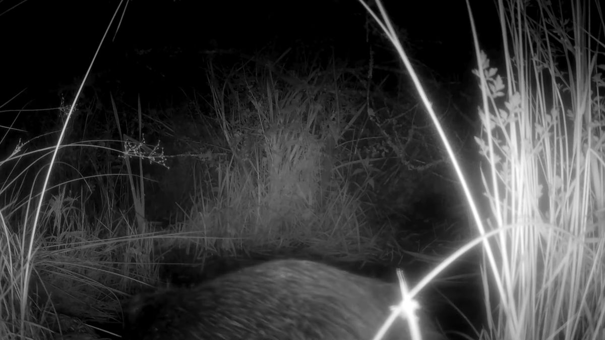 “Noises on camera trap” at a nature reserve in the United Kingdom led conservationists find first-of-thier-kind babies, a “major milestone.”