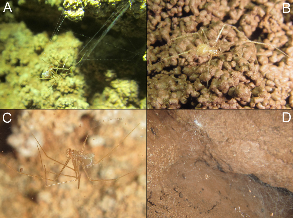 Several Pinelema elinae, or Elina’s long-legged cave spiders, in their natural habitat.