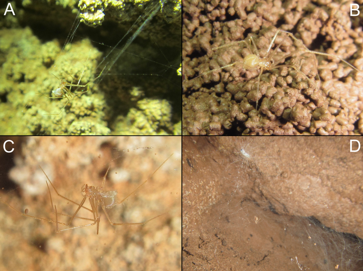 Several Pinelema elinae, or Elina’s long-legged cave spiders, in their natural habitat.